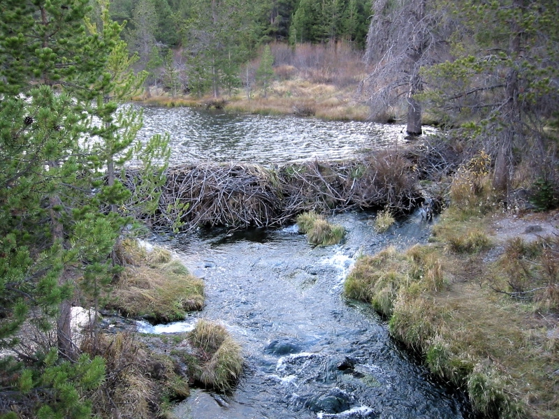 American Beaver (Castor canadensis) dam of Hat Lake and Hat Creek in foreground.