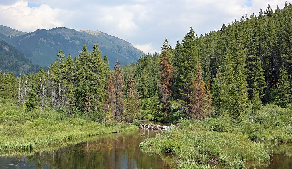 An image showing beaver dams, ponds, and the wetland area they created.