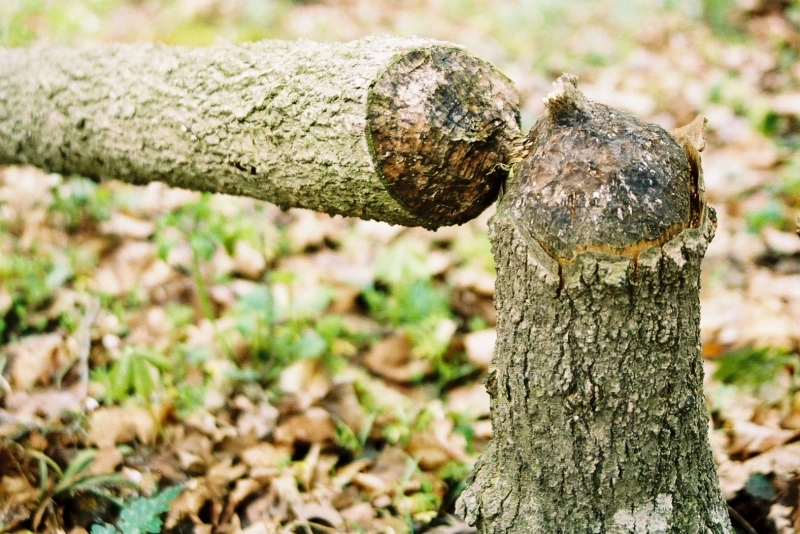 A tree felled by a beaver starting to break down and decompose.
