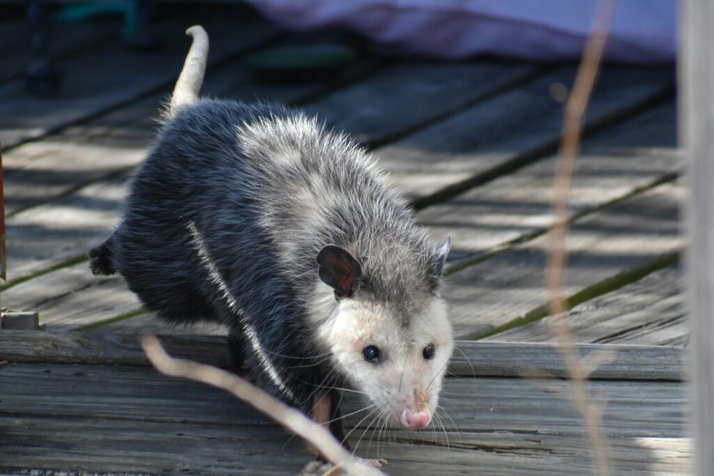 A detailed close-up of a Virginia opossum walking on wooden decking outdoors.